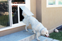 PetDoorProducts-Cutting-Edge-Design