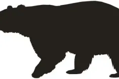 Shadow01_bear