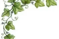 TS05_ivy