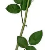 TS07_flowerslongstemrose