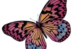 Wildlife03_butterfly