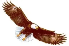 Wildlife05_eagle